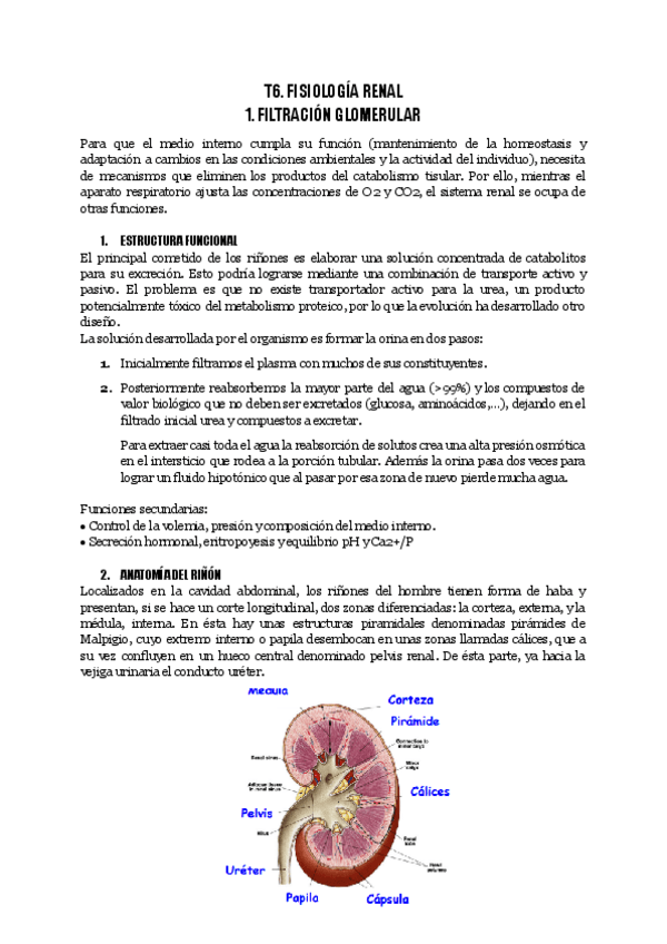 Miniatura del documento T6.-FISIOLOGIA-RENAL.pdf