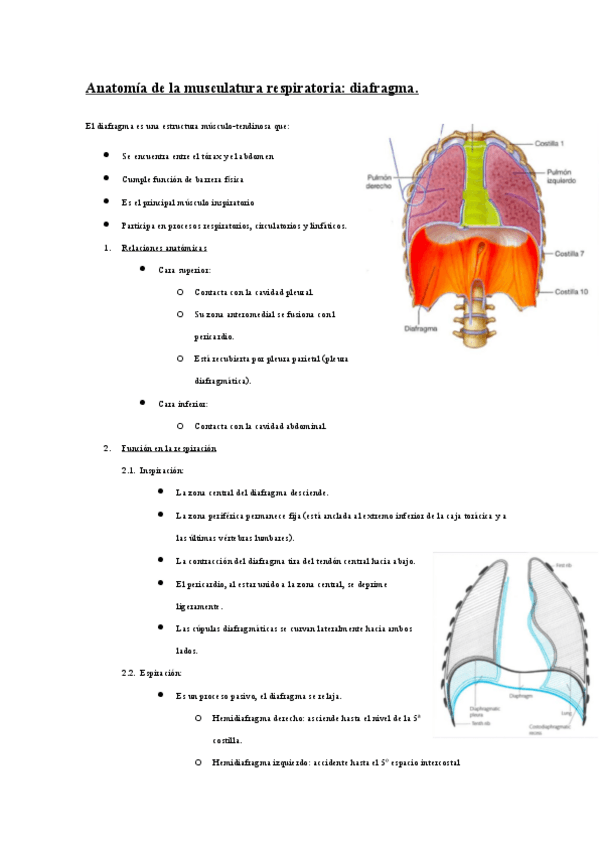 Miniatura del documento anatomia-diafragma.pdf