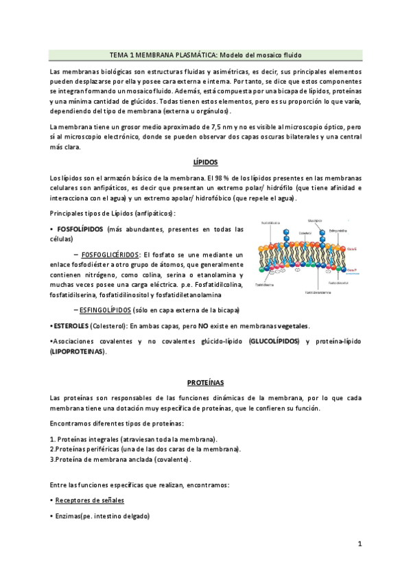 Miniatura del documento APUNTES-BIOLOGIA-BEGONA.pdf