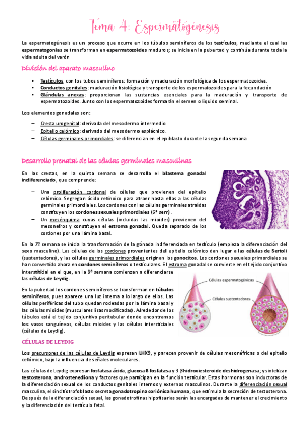 Miniatura del documento Tema-4.pdf