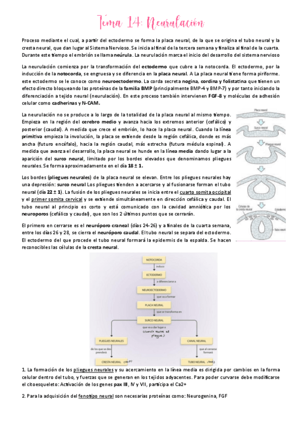 Miniatura del documento Tema-14.pdf