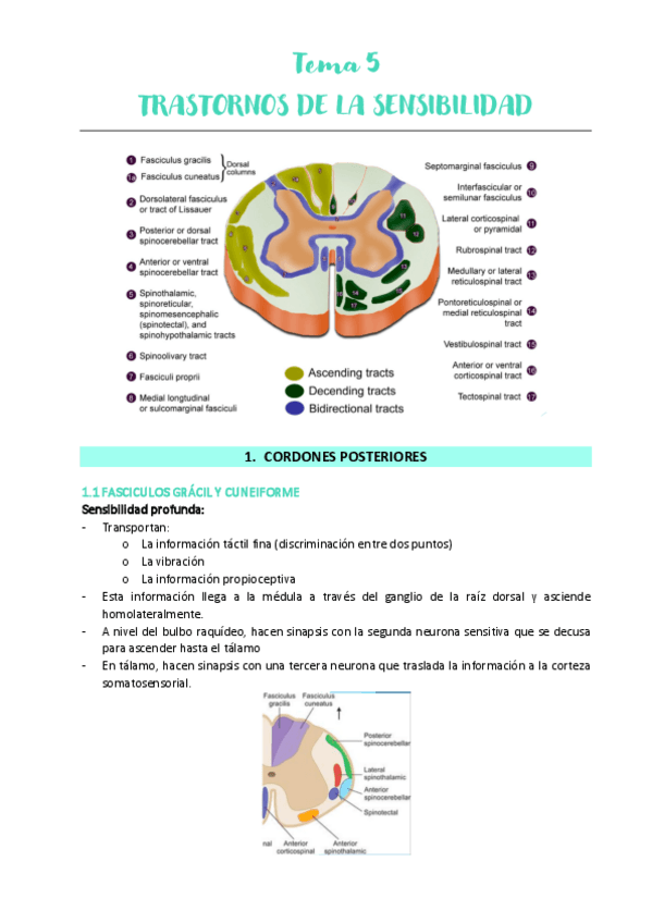 Miniatura del documento Tema-5-NEURO-JORGE.pdf
