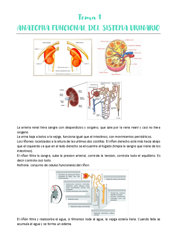 Miniatura del documento TEMA-1-URO.pdf