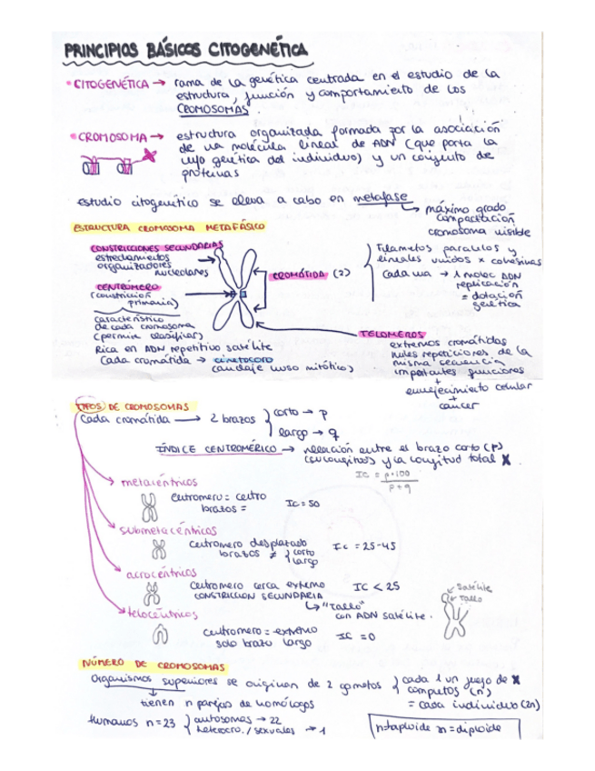 Miniatura del documento Citogenetica-basica.pdf