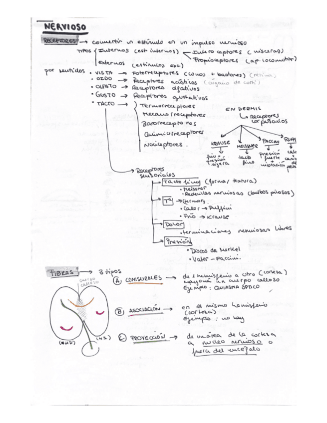 Miniatura del documento Sistema-nervioso.pdf