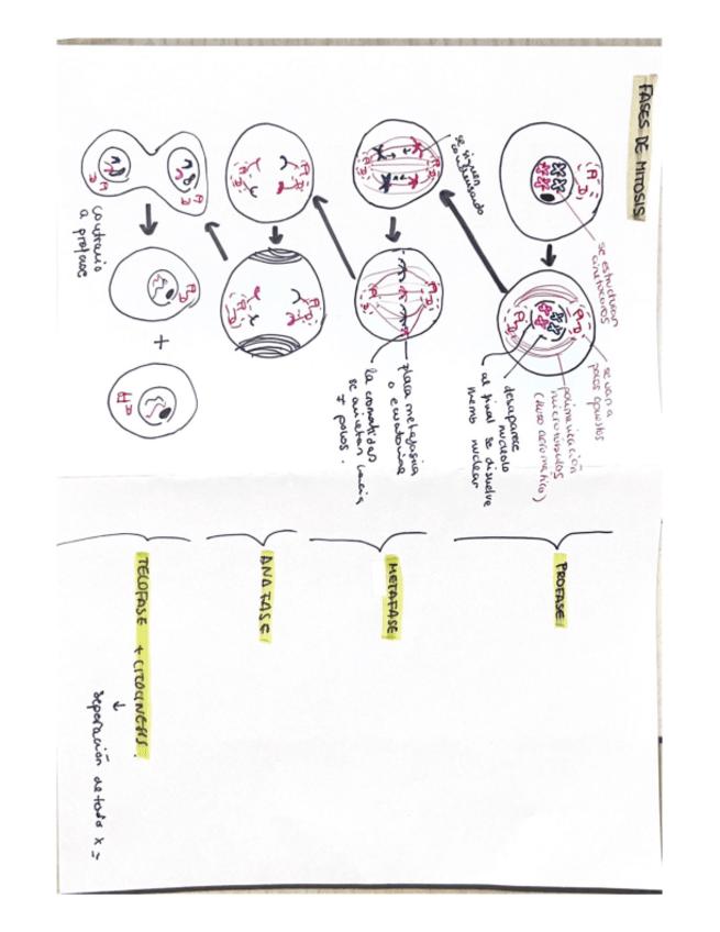 Miniatura del documento Mitosis.pdf