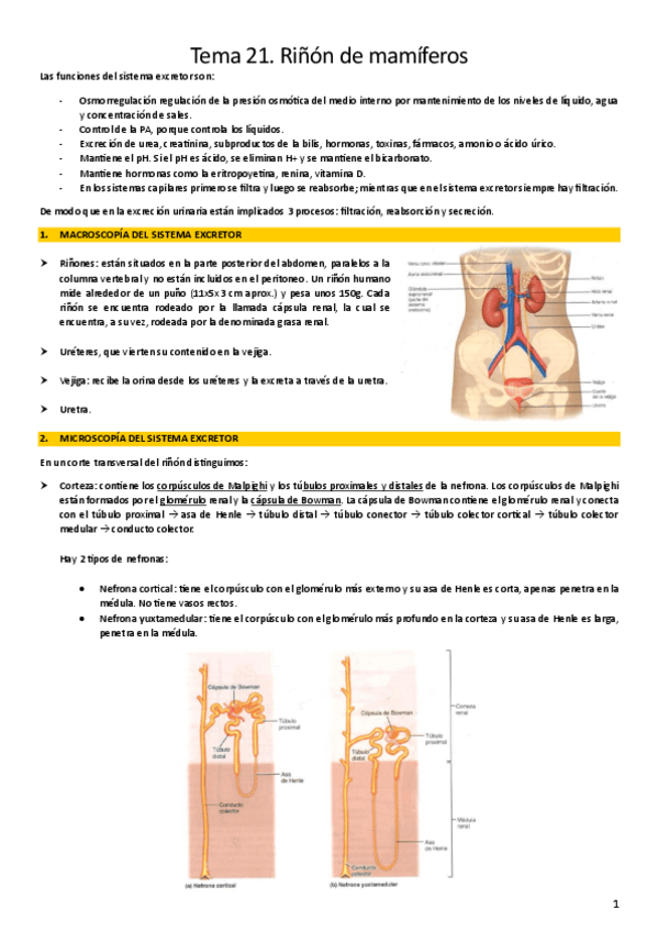 Miniatura del documento T21.-Rinon-de-mamiferos.pdf