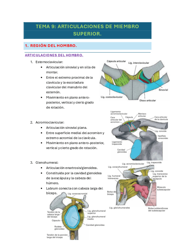 Miniatura del documento tema-9-anatomia.pdf