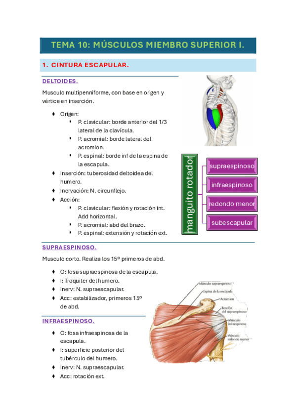 Miniatura del documento tema-10-anatomia.pdf
