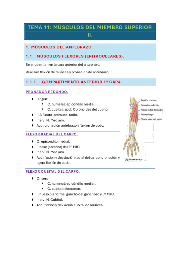 Miniatura del documento tema-11-anatomia.pdf