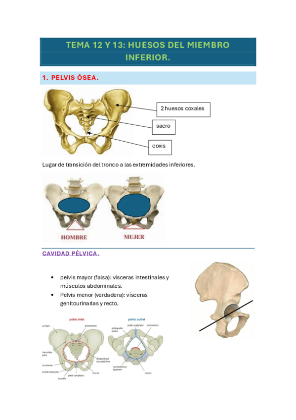 Miniatura del documento temas-12-y-13-anatomia.pdf