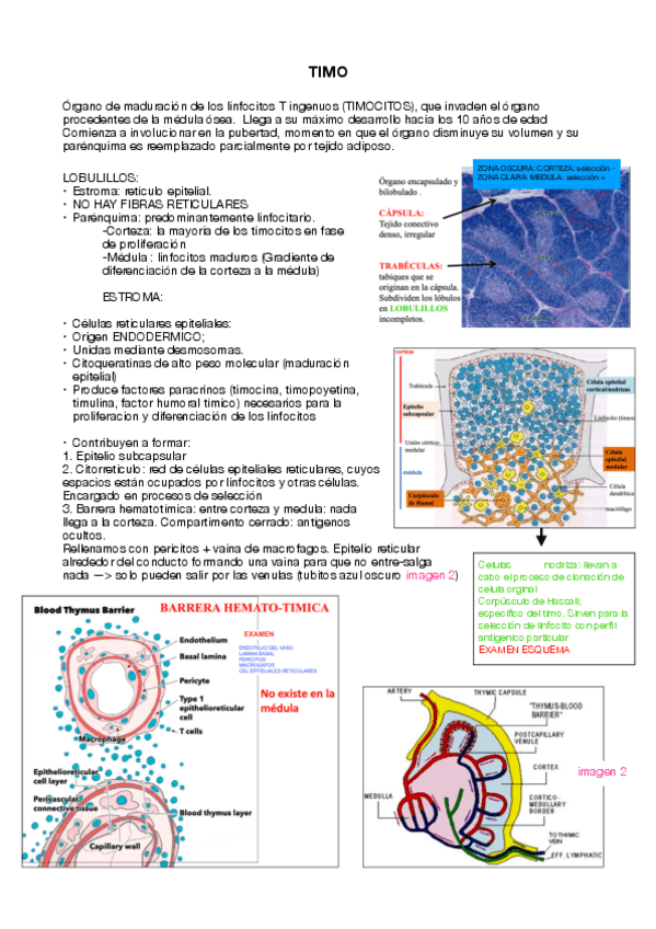 Miniatura del documento TEMA-5.-organo.pdf