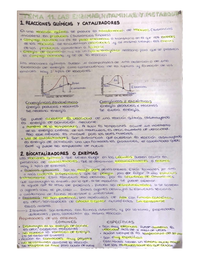 Miniatura del documento TEMA-11.-ENZIMAS-VITAMINAS-Y-METABOLISMO.pdf