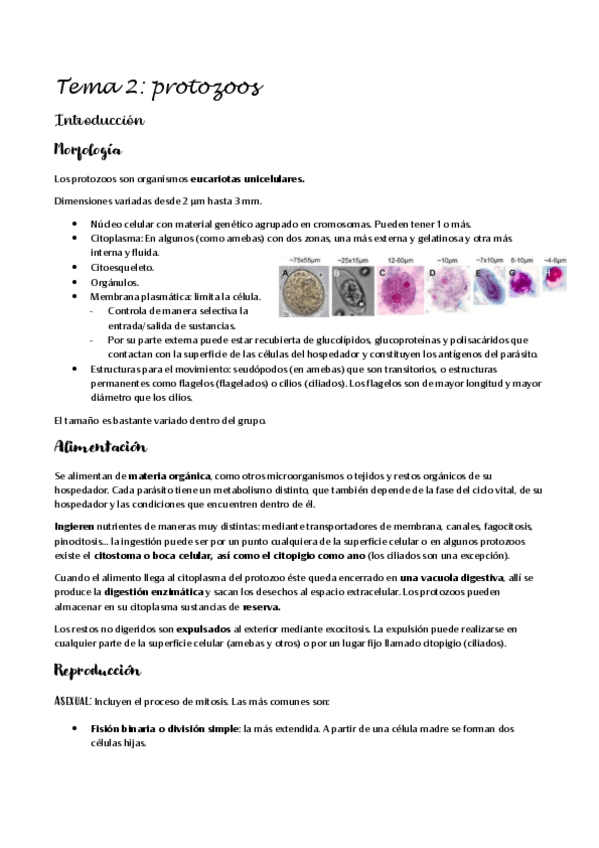 Miniatura del documento Protozoos.pdf