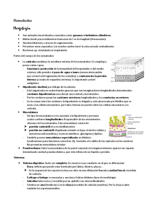 Miniatura del documento Nematodos.pdf