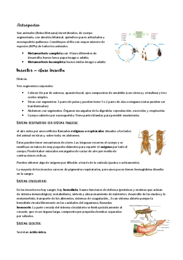 Miniatura del documento Artropodos.pdf