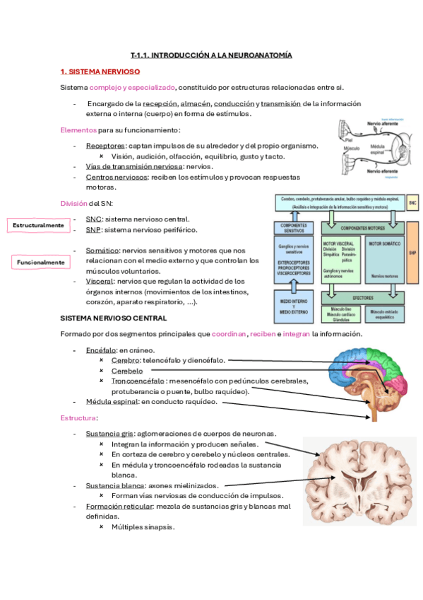 Miniatura del documento T-1.1-Intro-Neuro.pdf
