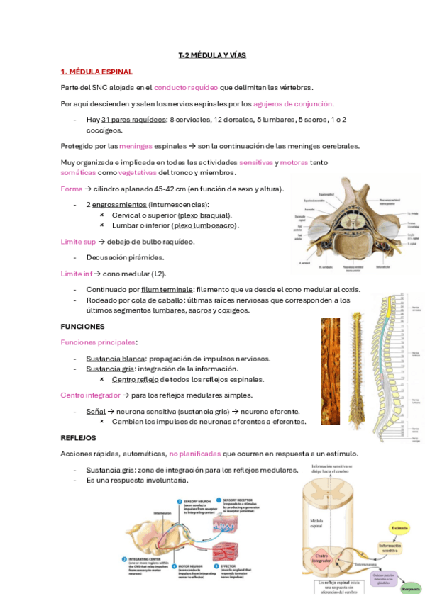 Miniatura del documento T-2-Medula-Espinal.pdf