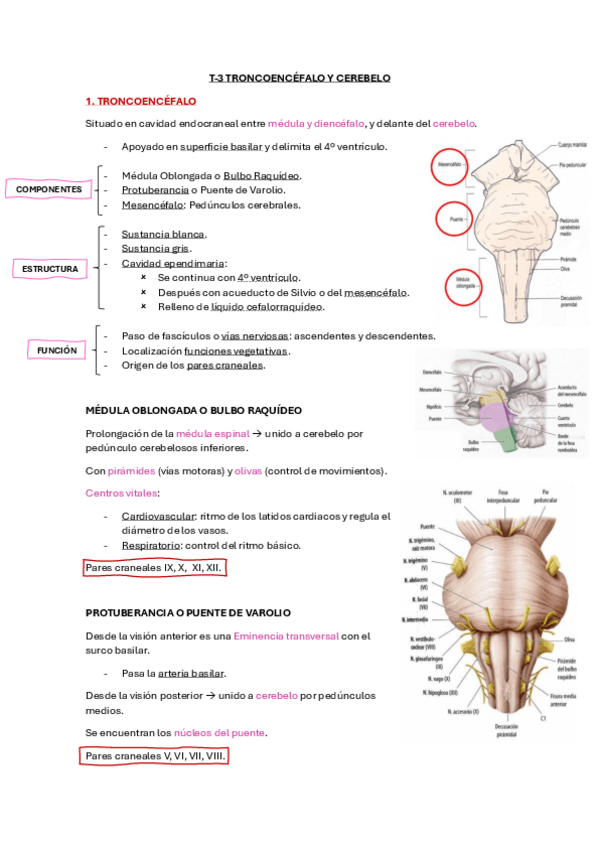 Miniatura del documento T-3-Troncoencefalo-y-Cerebelo.pdf