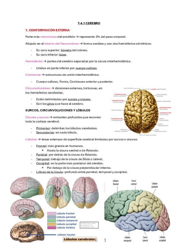 Miniatura del documento T-4.1-Cerebro.pdf