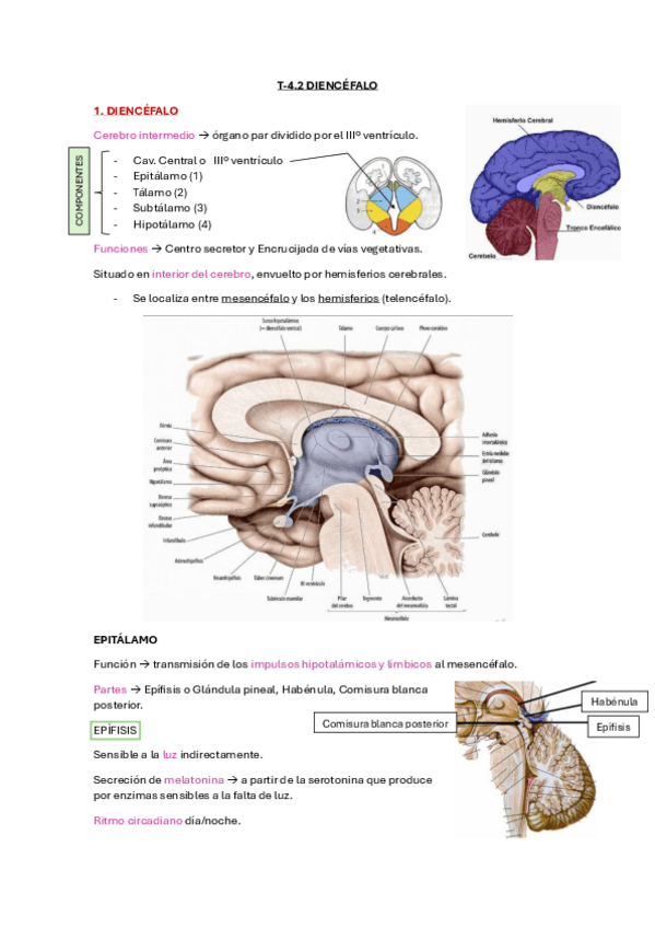 Miniatura del documento T-4.2-Diencefalo.pdf