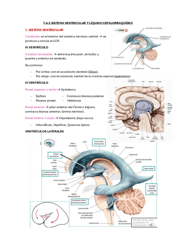 Miniatura del documento T-4.3-Sistema-Ventricular.pdf