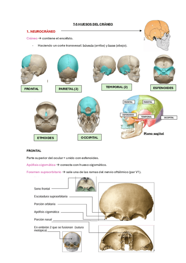 Miniatura del documento T-5-Huesos-del-craneo.pdf
