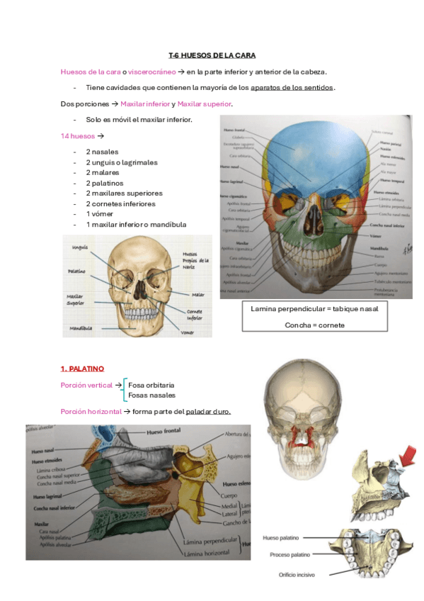 Miniatura del documento T-6-Huesos-de-la-cara.pdf