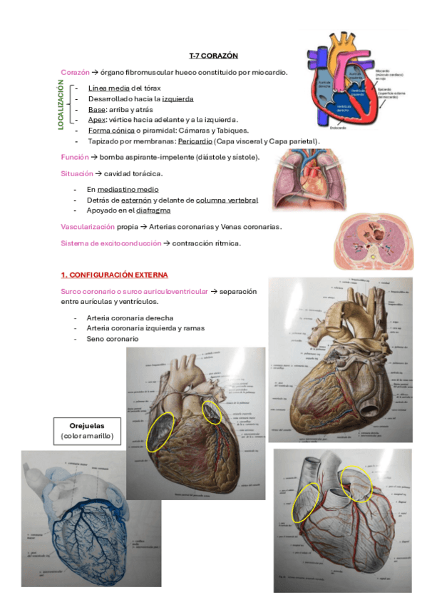 Miniatura del documento T-7-Corazon.pdf