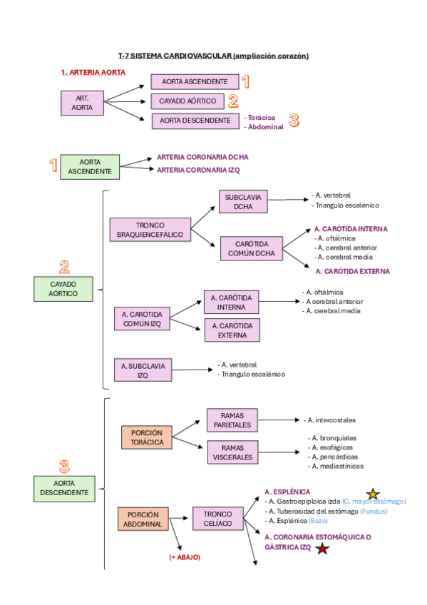 Miniatura del documento T-7.1-Sistema-cardiovascular.pdf