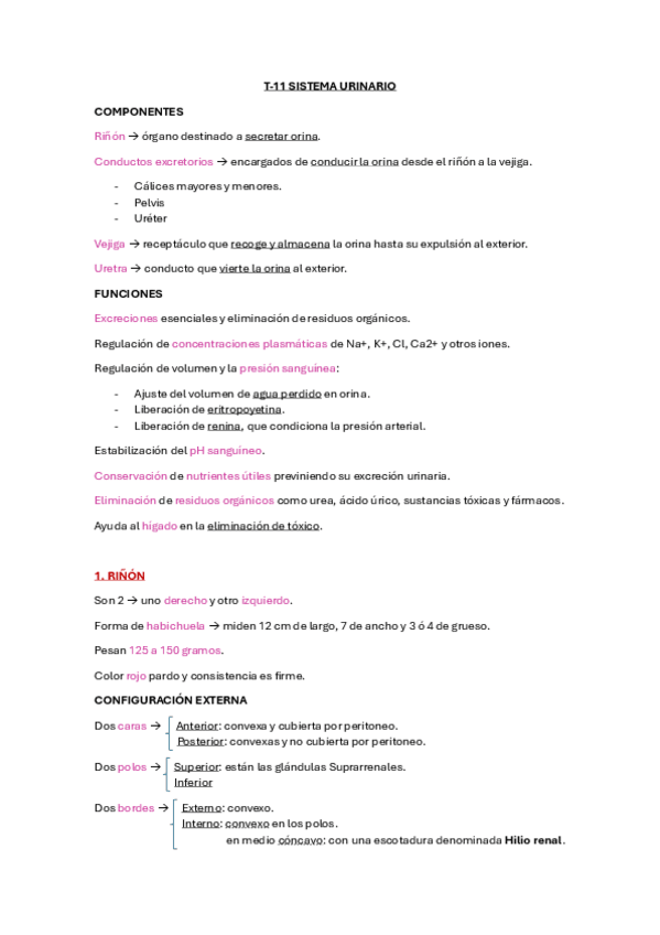 Miniatura del documento T-11-Sistema-urinario.pdf