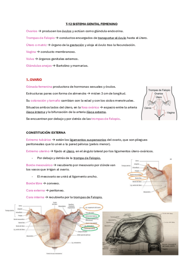 Miniatura del documento T-12-Sistema-genital-femenino.pdf