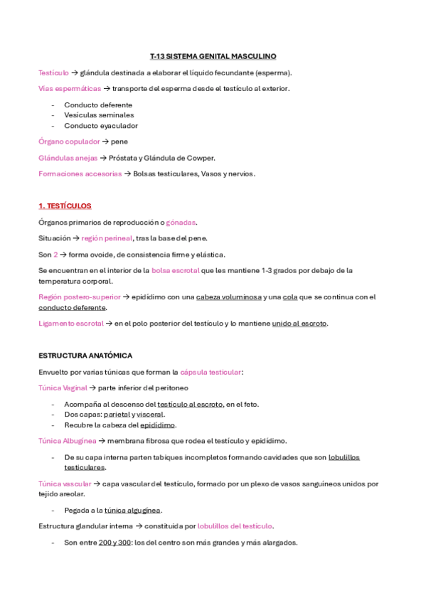 Miniatura del documento T-13-Sistema-genital-masculino.pdf