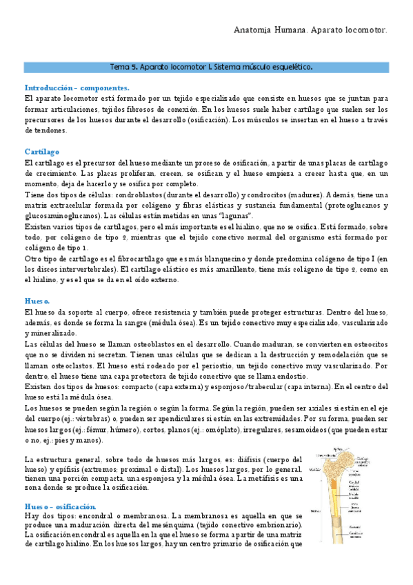 Miniatura del documento Anatomia TEMA 5- 6, 7, 8, 9,10,11 LOCOMOTOR.pdf