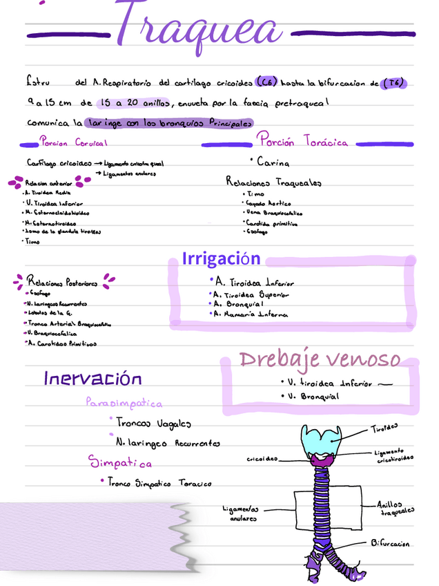 Miniatura del documento Traquea.pdf