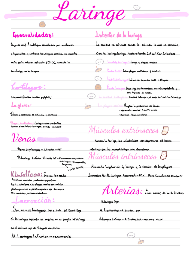 Miniatura del documento Laringe.pdf
