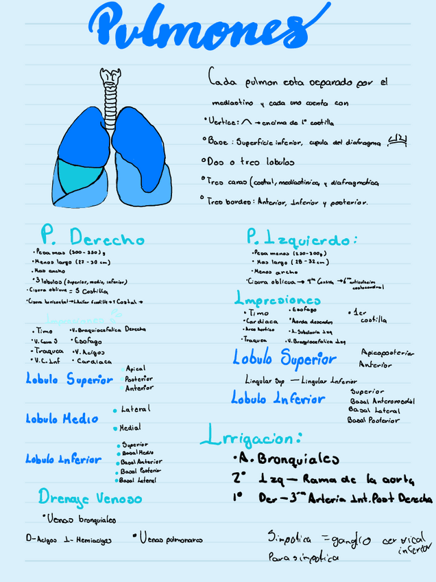Miniatura del documento Pulmones.pdf