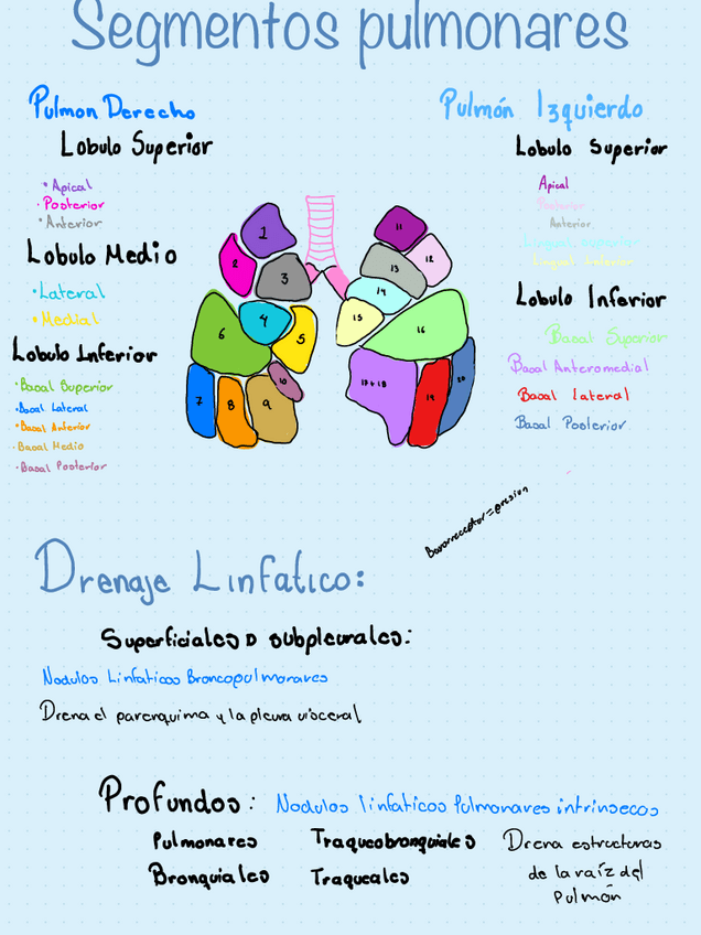 Miniatura del documento Segmentos-pulmonares.pdf