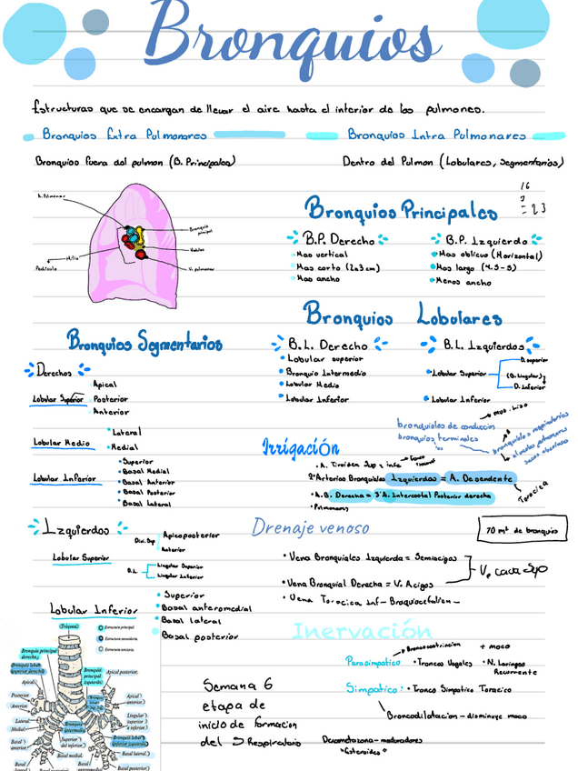 Miniatura del documento Bronquios.pdf