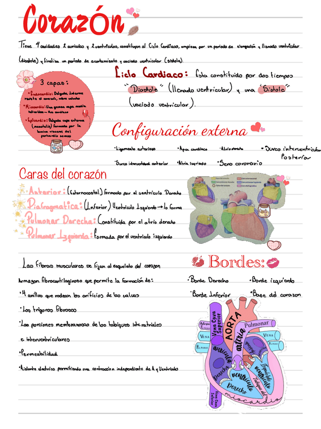 Miniatura del documento Corazon.pdf