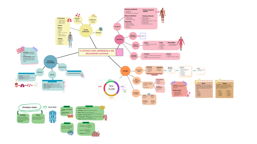 Miniatura del documento UD1-ESTRUCTURA-GERARQUICA-DEL-ORGANISMO-HUMANO.png