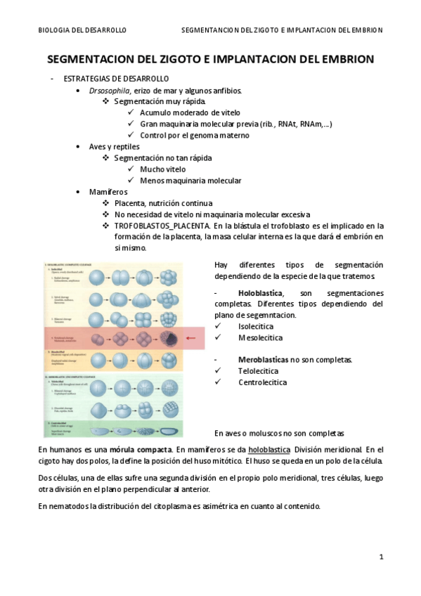 Miniatura del documento TEMA 6. SEGMENTACION.terminado.pdf