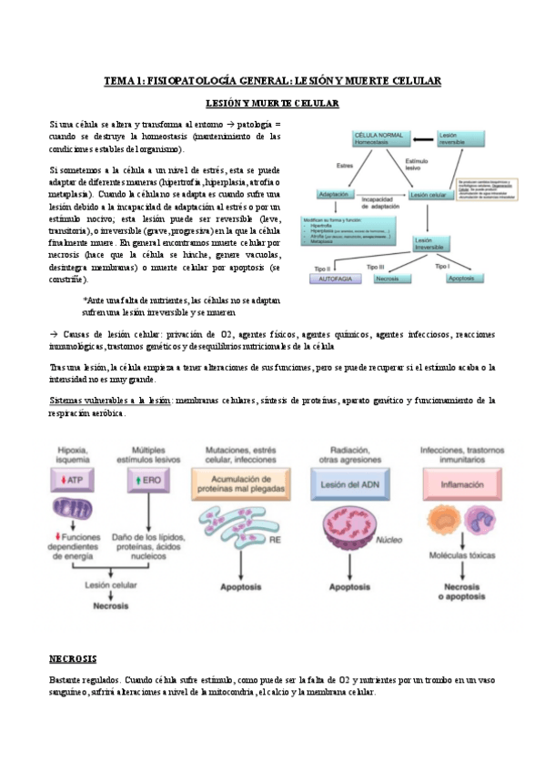 Miniatura del documento TEMA-1.-Fisiopatologia-celular.-Lesion-y-muerte-celular.pdf