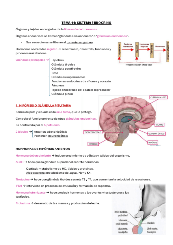 Miniatura del documento TEMA-14.pdf