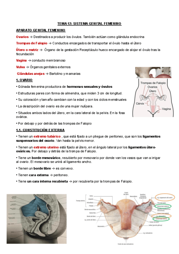 Miniatura del documento TEMA-12.pdf