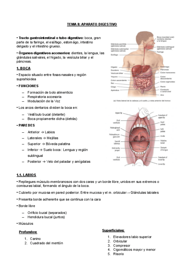 Miniatura del documento TEMA-8.pdf