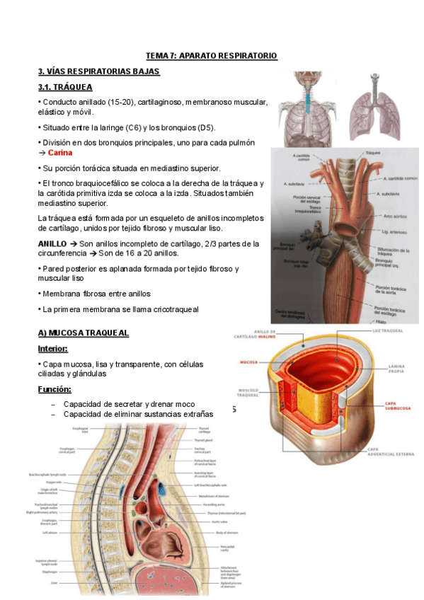 Miniatura del documento TEMA-7.2.pdf