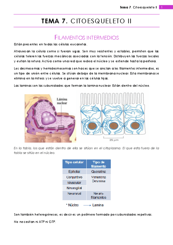 Miniatura del documento Tema 7.pdf