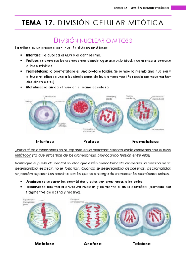 Miniatura del documento Tema 17.pdf