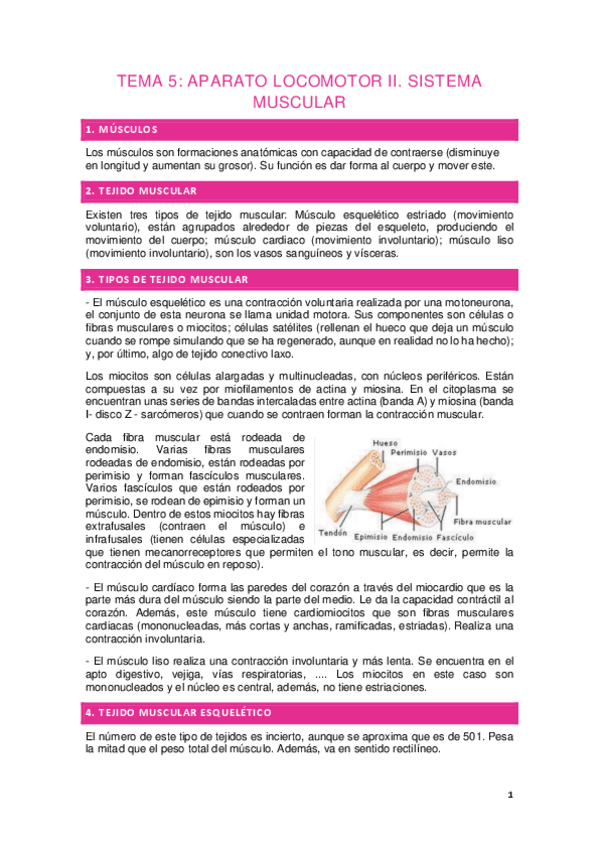Miniatura del documento Tema-5.-APARATO-LOCOMOTOR-II.-SISTEMA-MUSCULAR.pdf